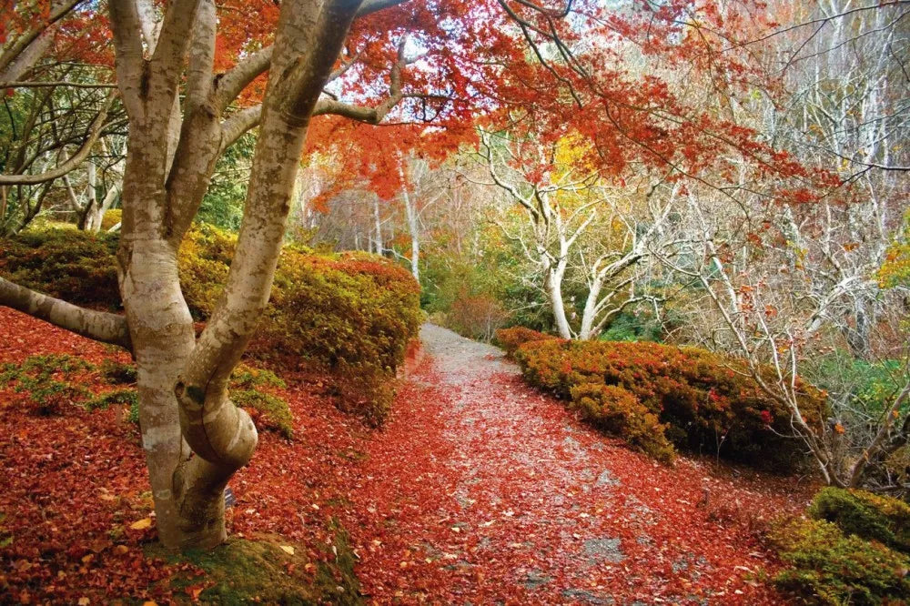 Autumn Park