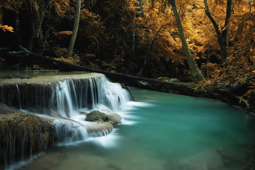 River in the forest