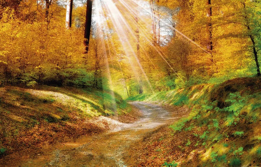 Road in autumn forest