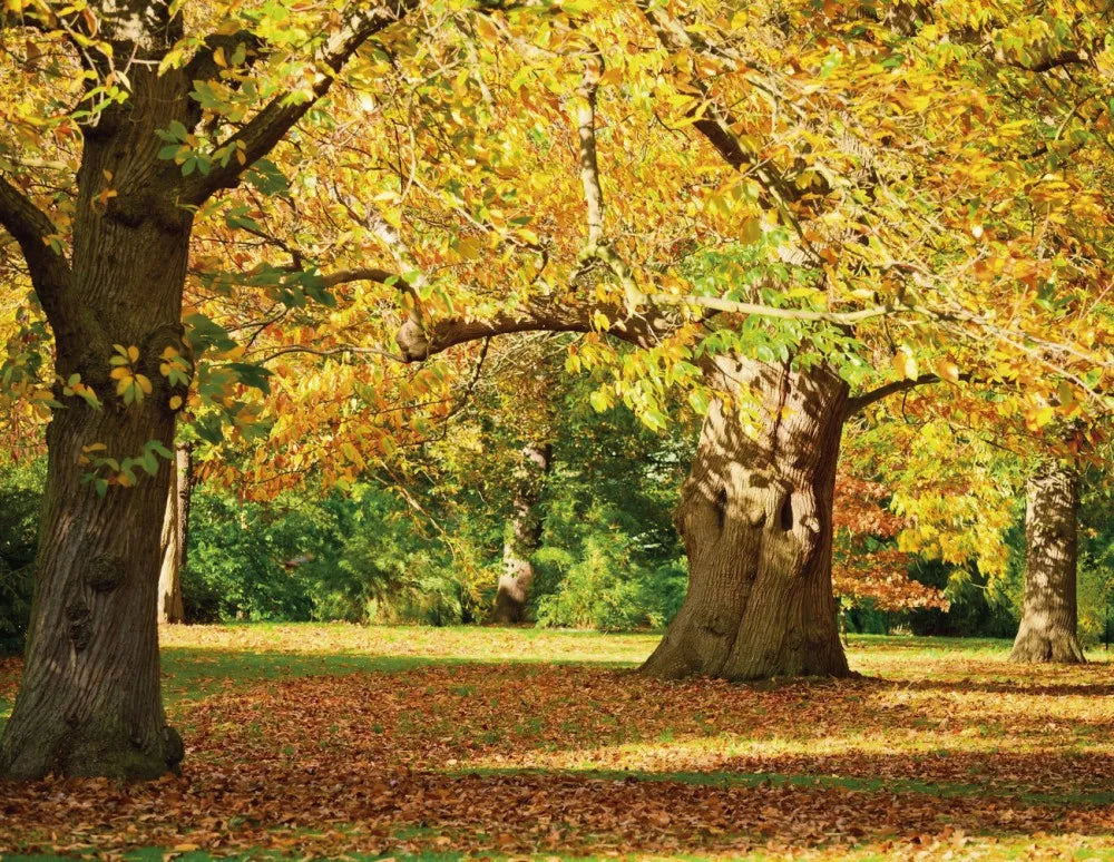 Autumn forest