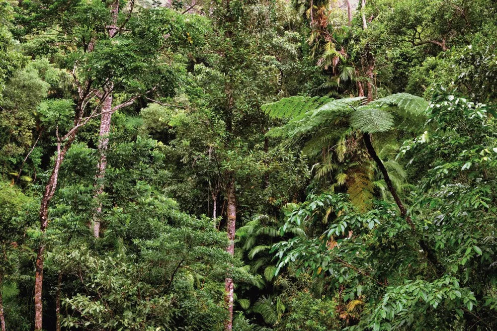 Rainforest