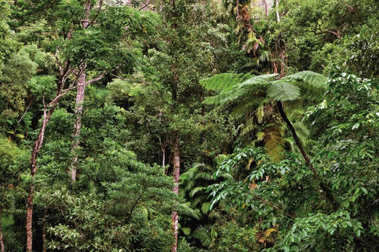Rainforest