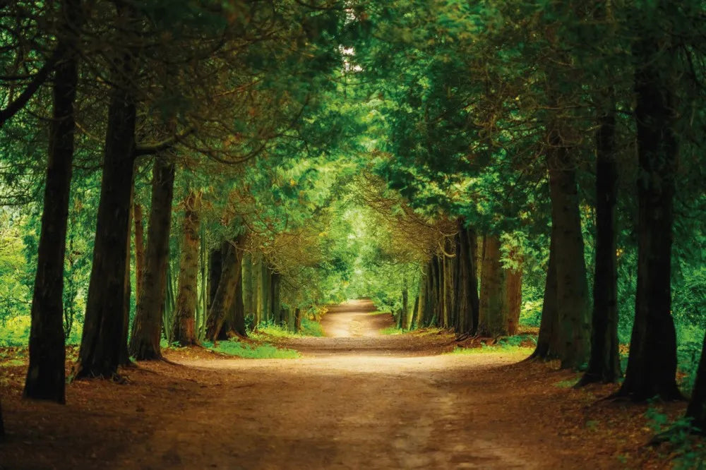 Alley in the forest