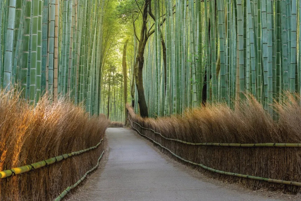 Bamboo forest