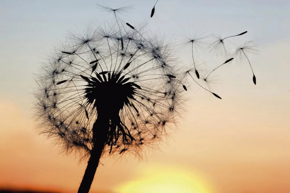 Dandelion