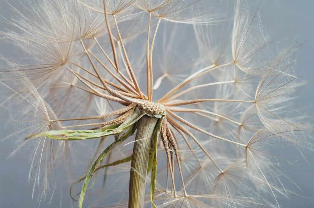 Dandelion