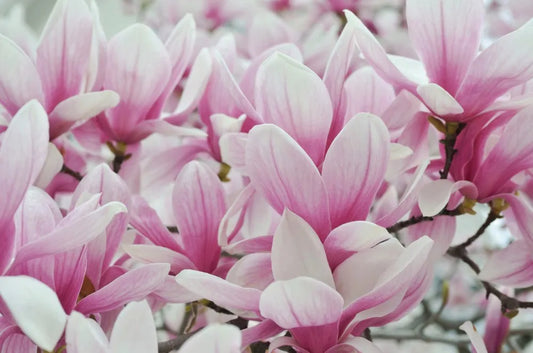 Magnolia