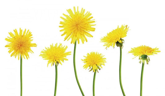 Dandelions
