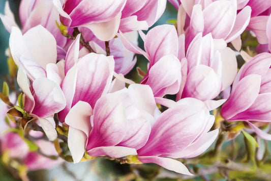 Magnolia