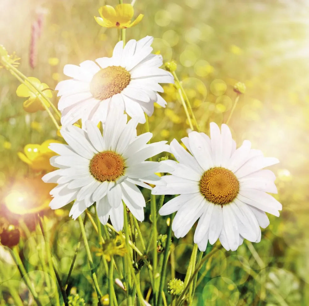 Chamomile
