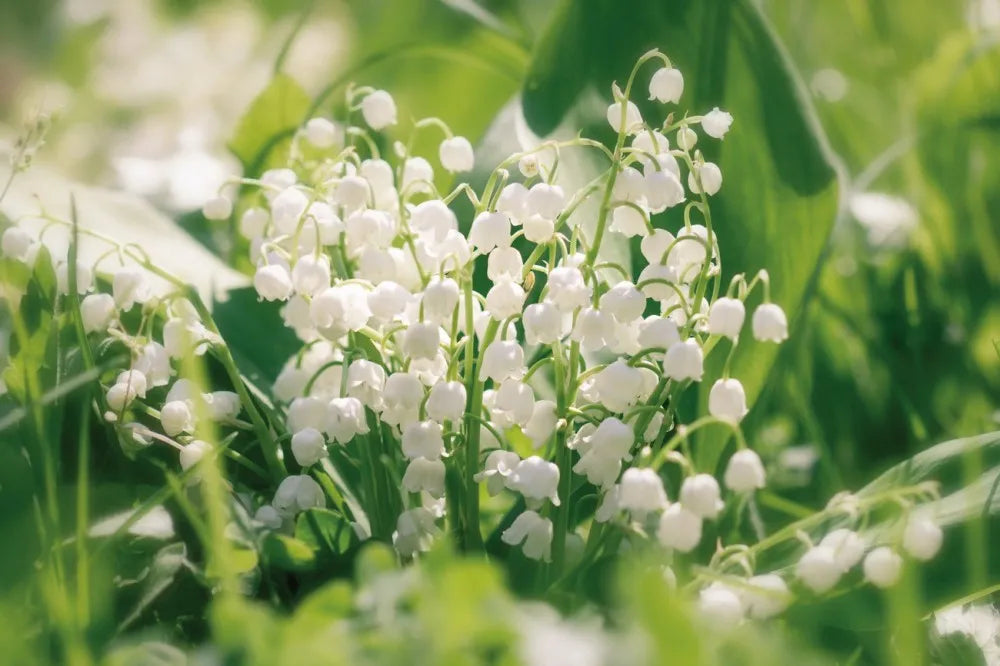 Lilies of the valley