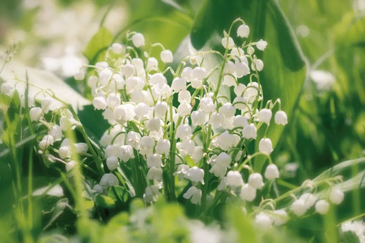 Lilies of the valley