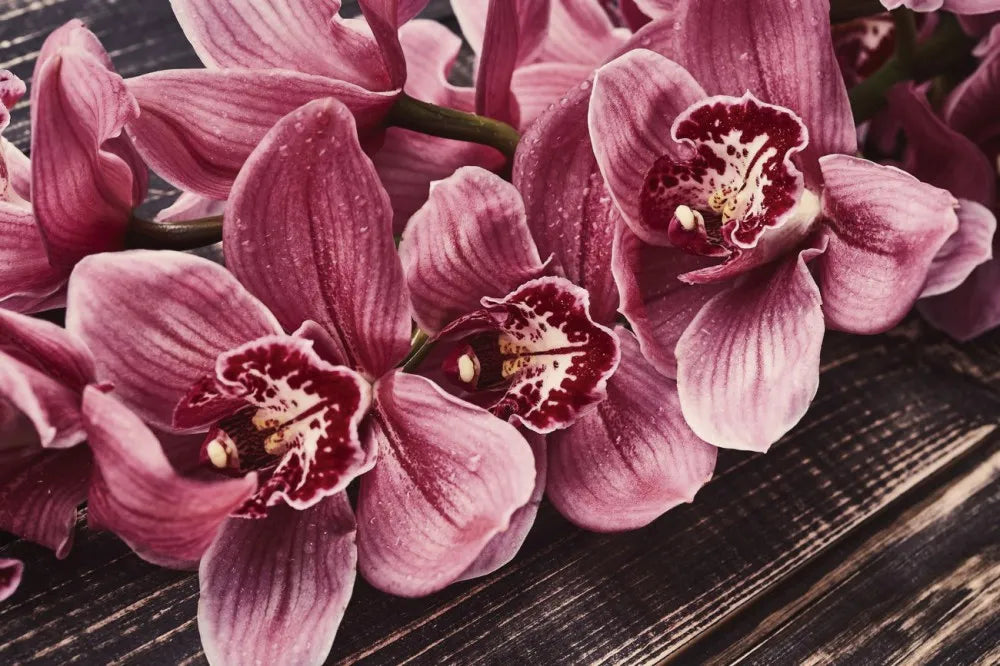 Orchids