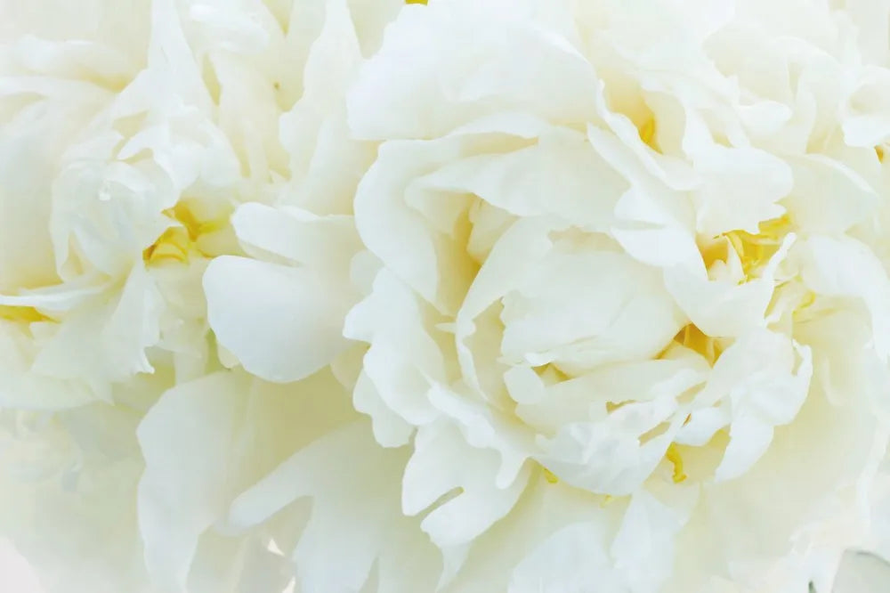 Peonies