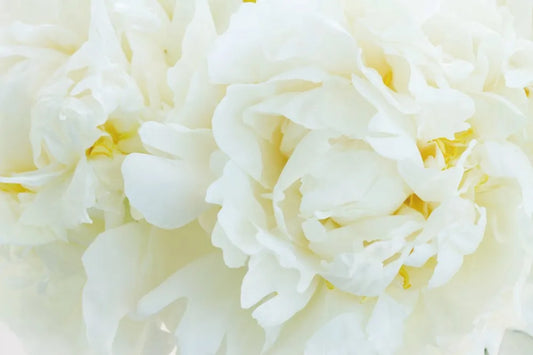 Peonies