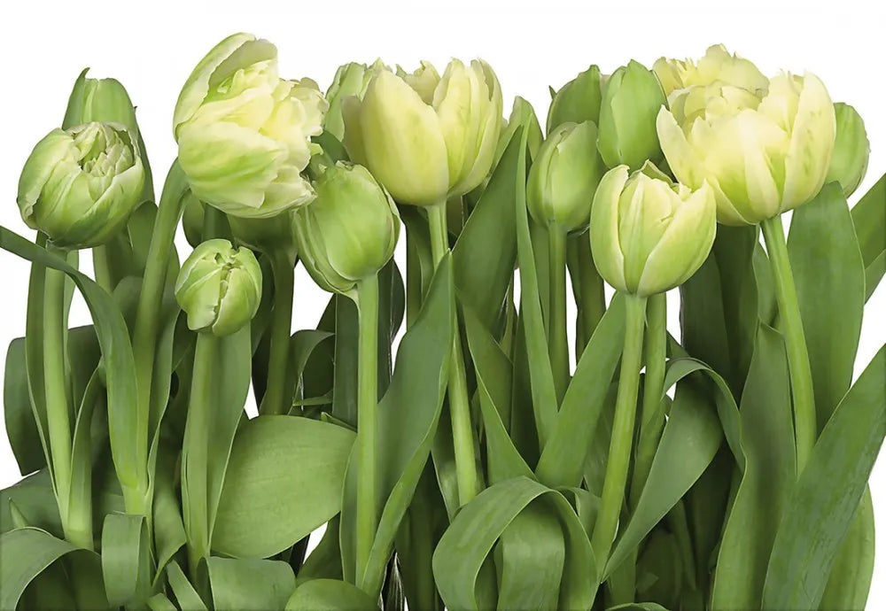 Hand drawn tulips