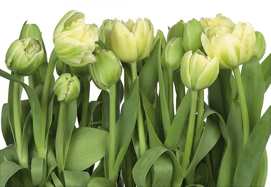 Hand drawn tulips