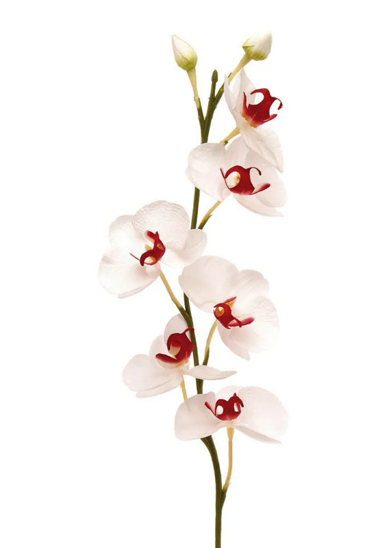 White Orchid