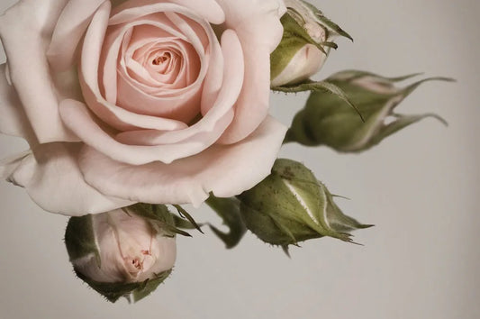 Rose in pastel shade