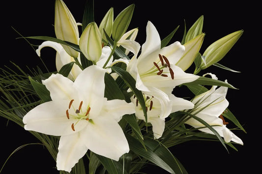 Madonna Lilies