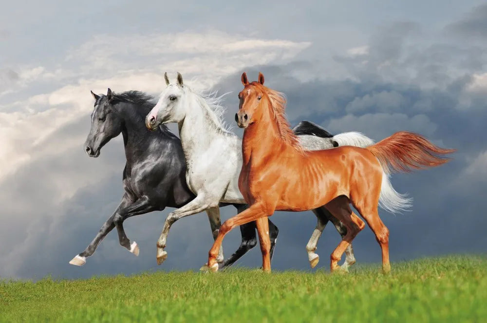Three horses
