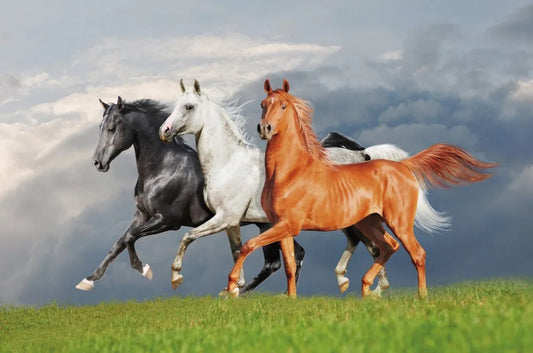 Three horses