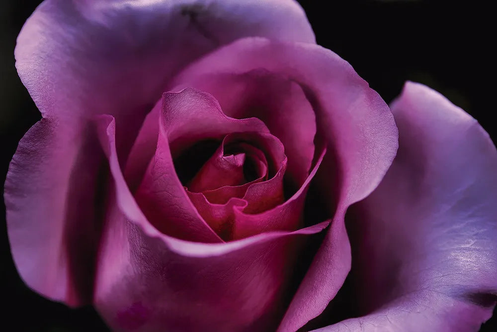 Violet Rose