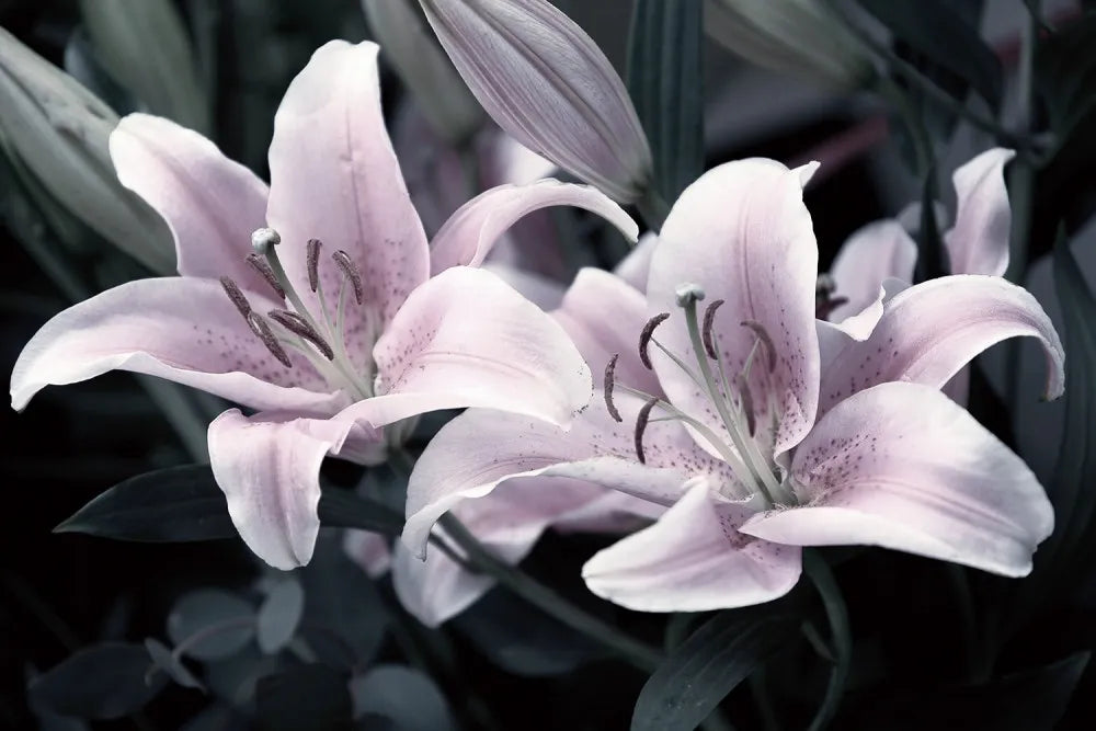 Rose Lilies against black background