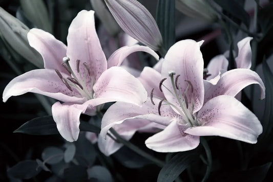 Rose Lilies against black background