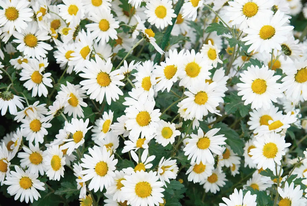 Daisies
