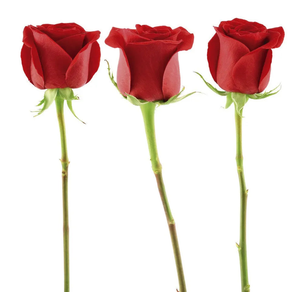 Three roses