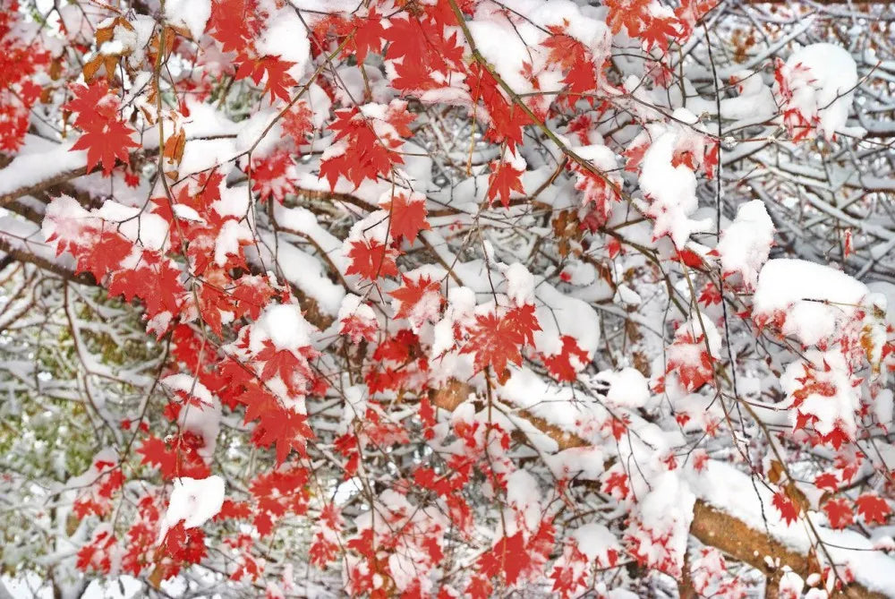 The snow on the tree