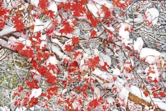 The snow on the tree