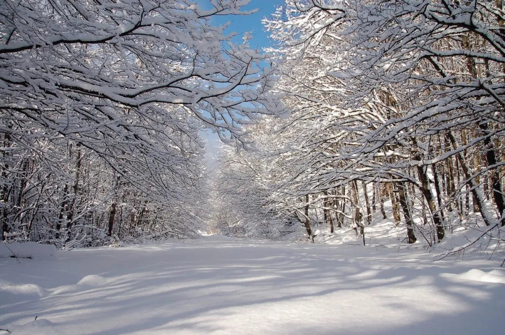 Winter road in the forest