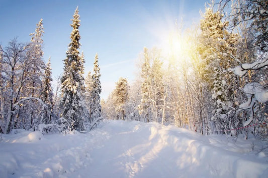 Winter road in the forest