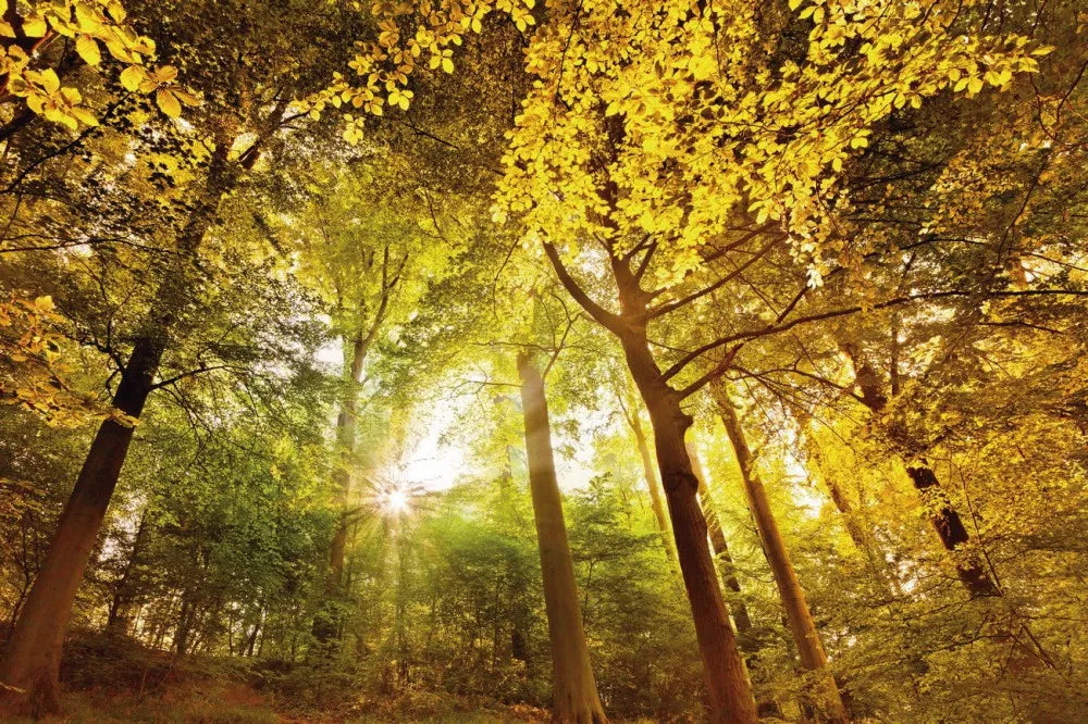 Autumn forest