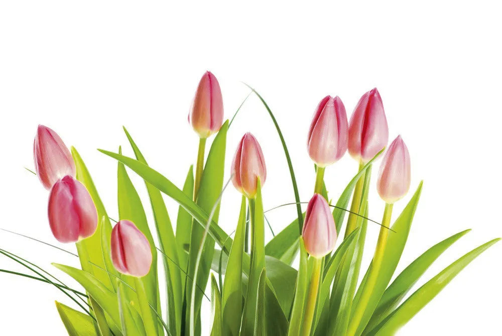 Tulips