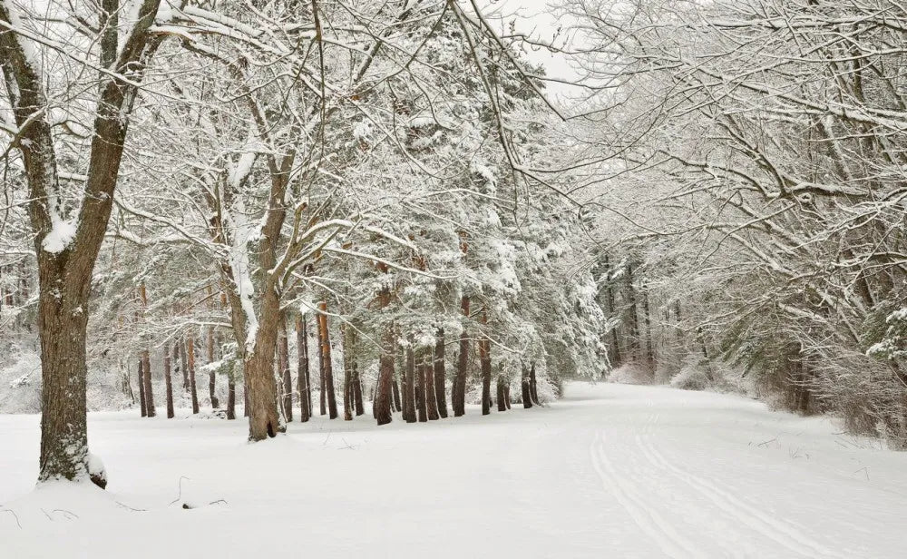 Winter road in the forest