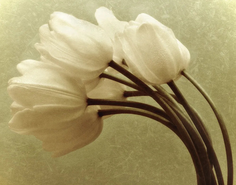 White Tulips