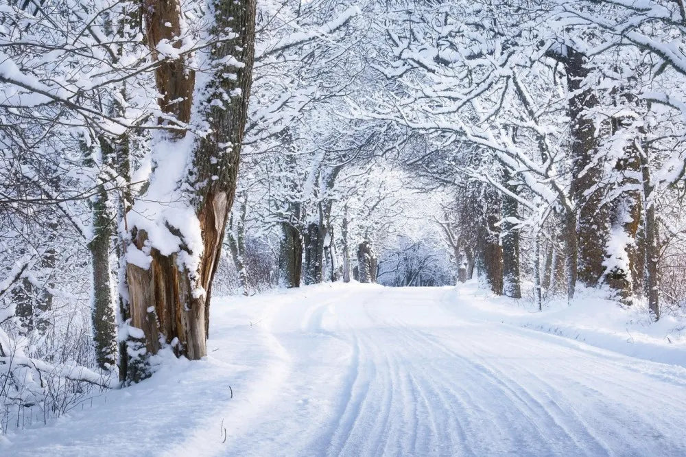 Winter road in the forest