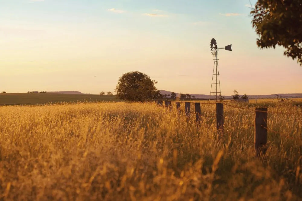 Field