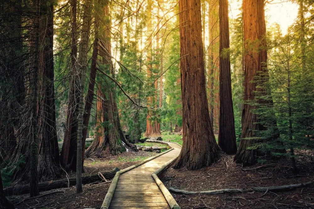Path in the forest