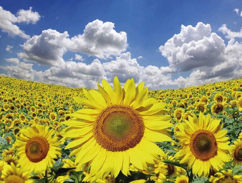 Field of sunflowers