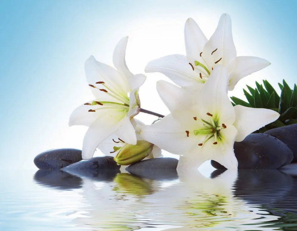 White lilies