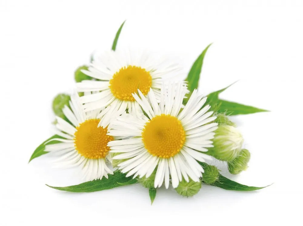 Daisy