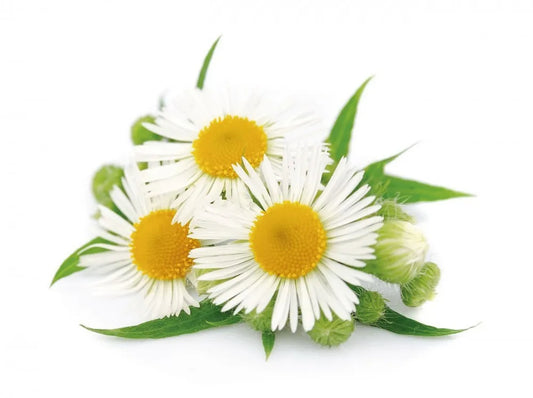 Daisy