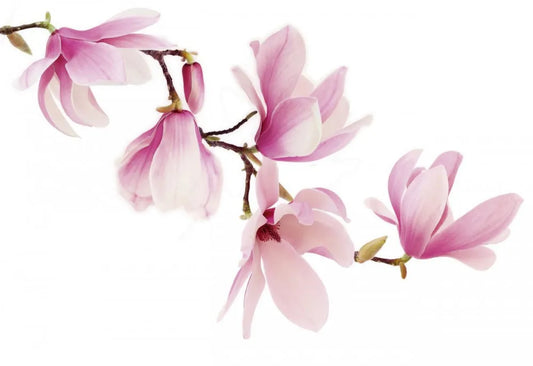 Magnolia