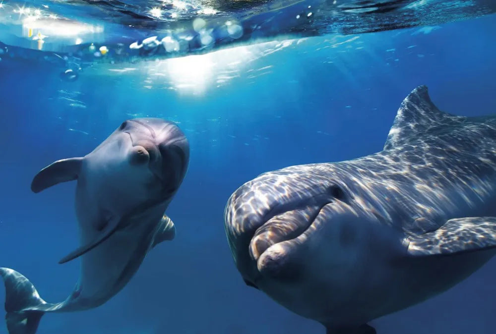 Dolphins