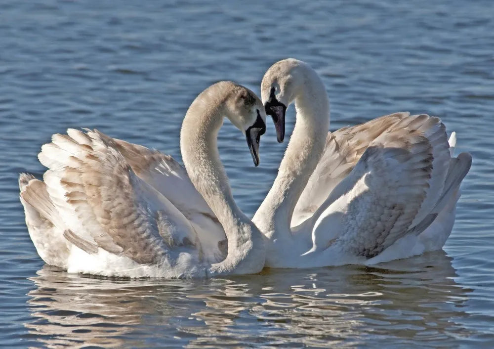 Swans