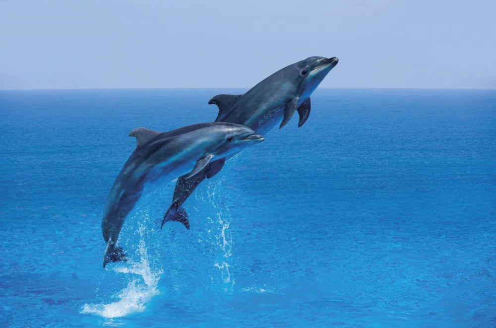 Dolphins